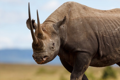 Black Rhino