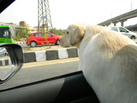 Rocky enjoying the breeze