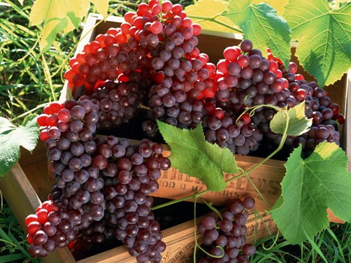 Red Grapes